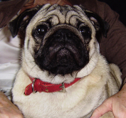 Hercule Pug Dog