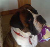 Monty Boxer Dog