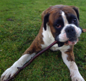 Monty with Stick