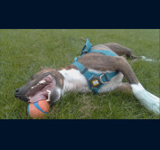 Theo loving the ball