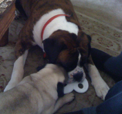 Monty and Hercule playing