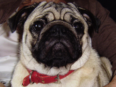 Hercule the Pug